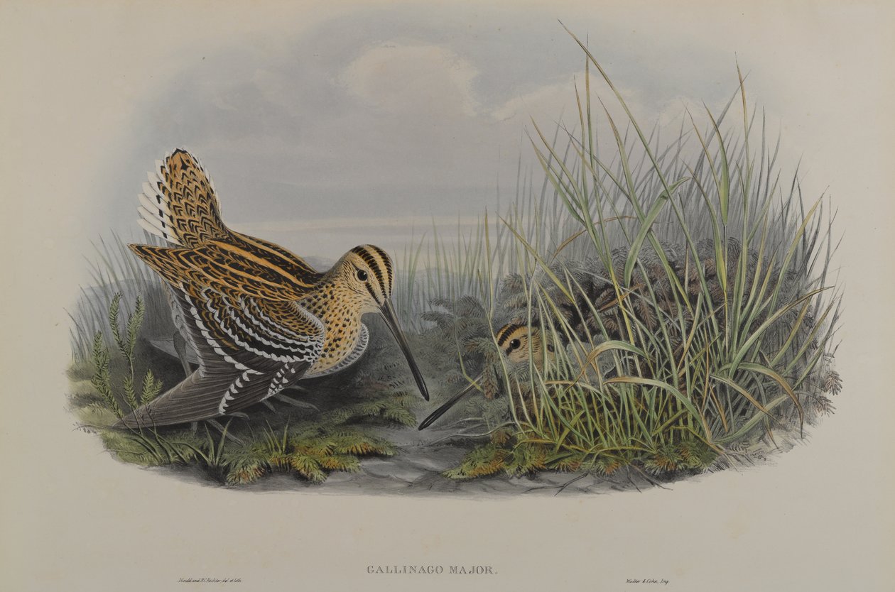 Gallinago Binbaşı - Büyük Su çulluğu by John Gould