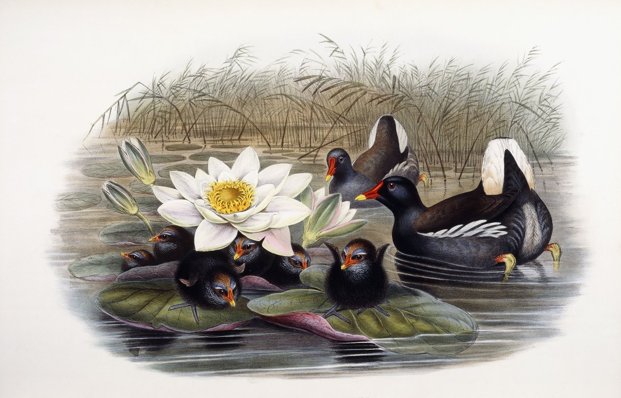 Gallinula kloropus by John Gould