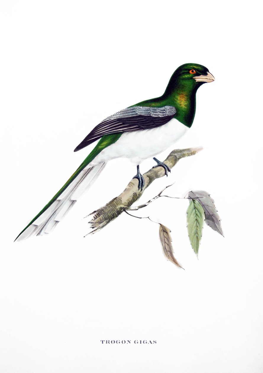 Dev Trogon, Hindistan#39;dan bir kuş, John Gould#39;un (1804-1881) quot;Tropikal Kuşlarquot; kitabından gravür by John Gould
