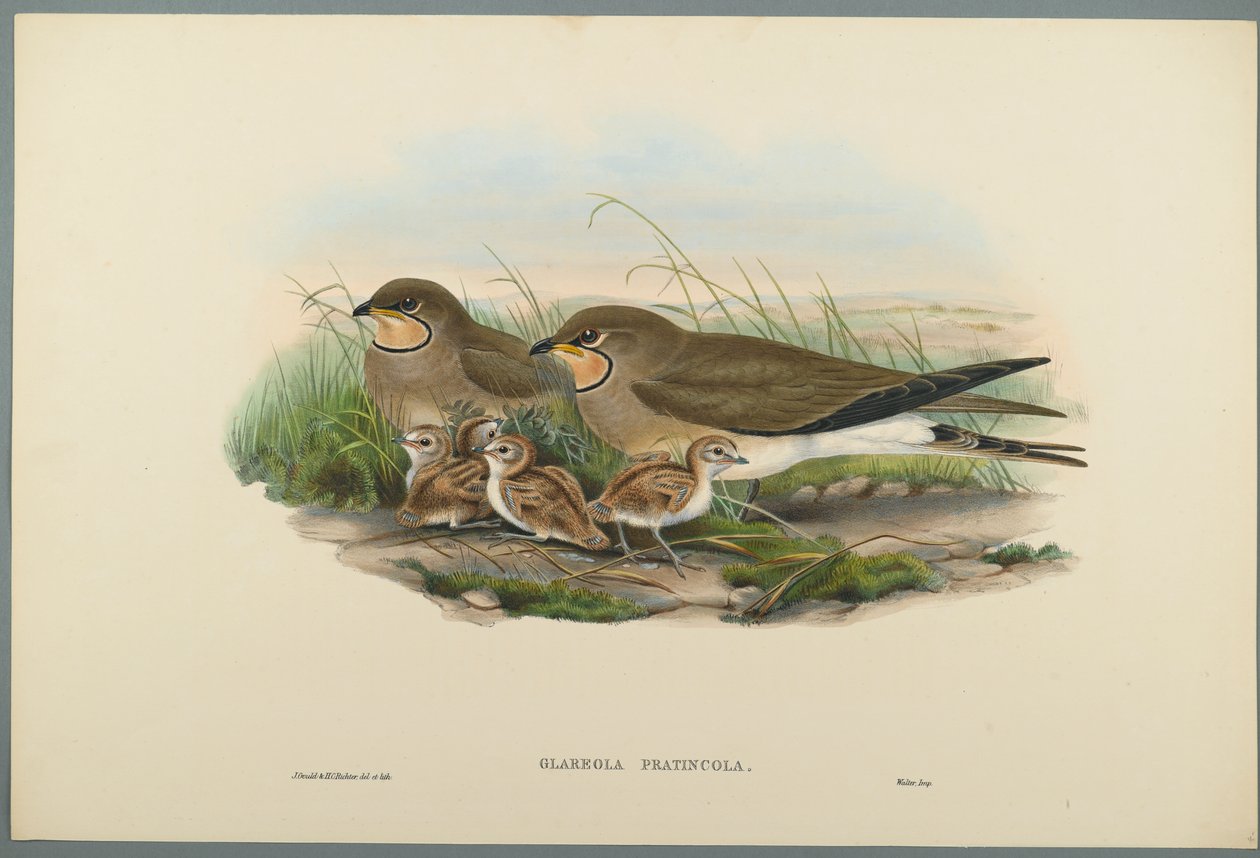Glareola Pratincola - Ortak Pratincole (dokuma kağıt üzerinde renkli lito) by John Gould