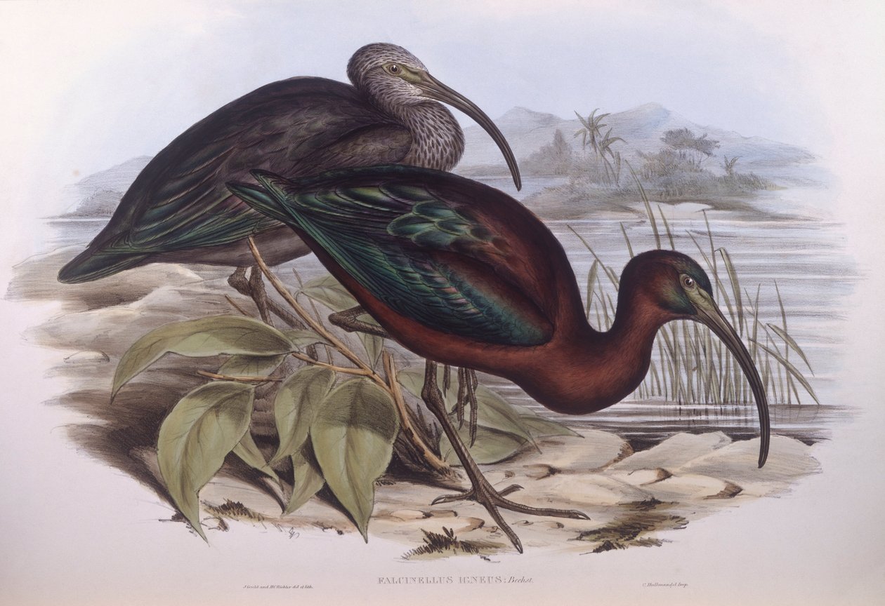 Parlak ibis (Plegadis falcinellus), John Gould tarafından gravür by John Gould