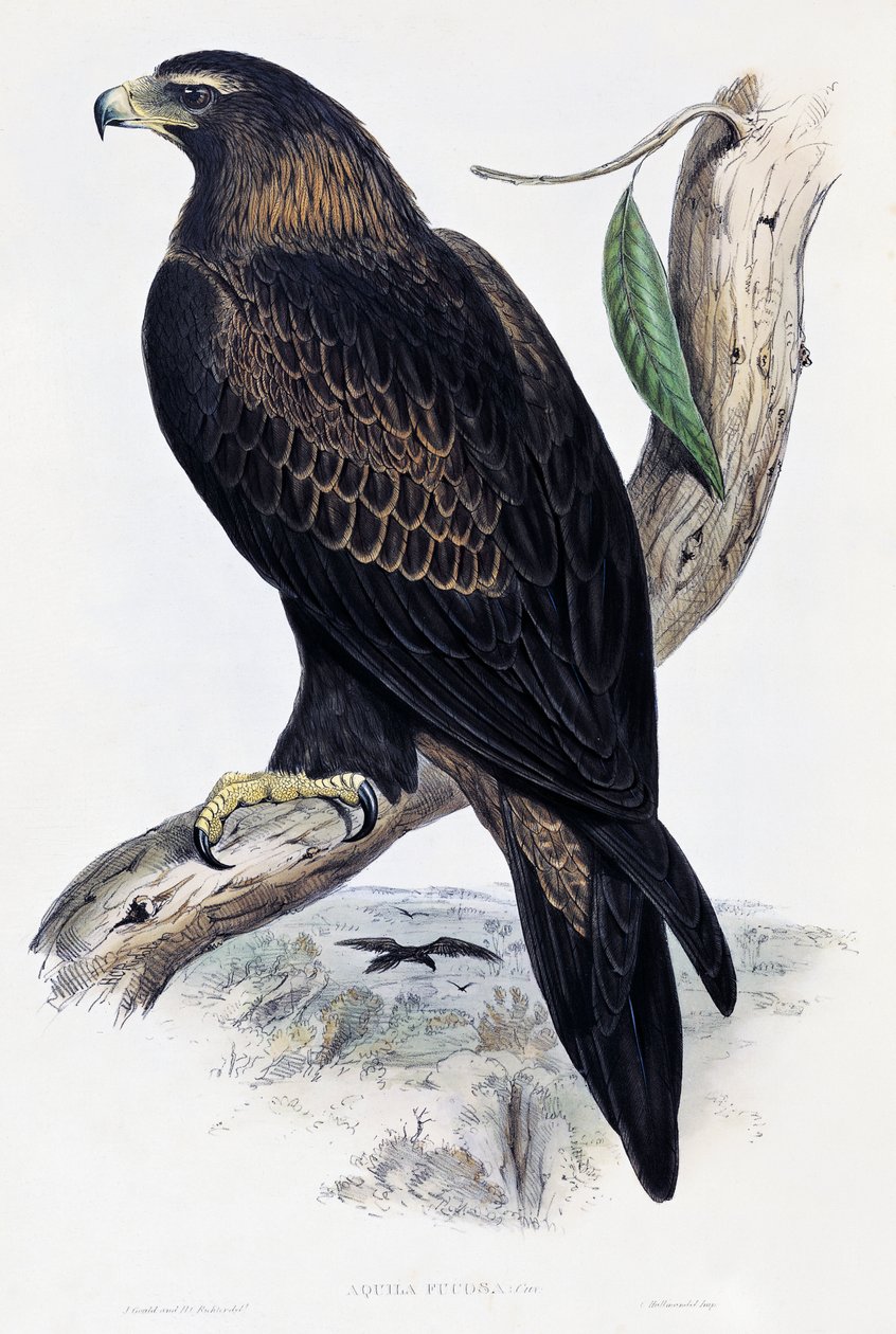 Altın Kartal (Aquila chrysaetos), John Gould (1804-1881), Birleşik Krallık tarafından Avustralya ve Büyük Britanya Kuşları