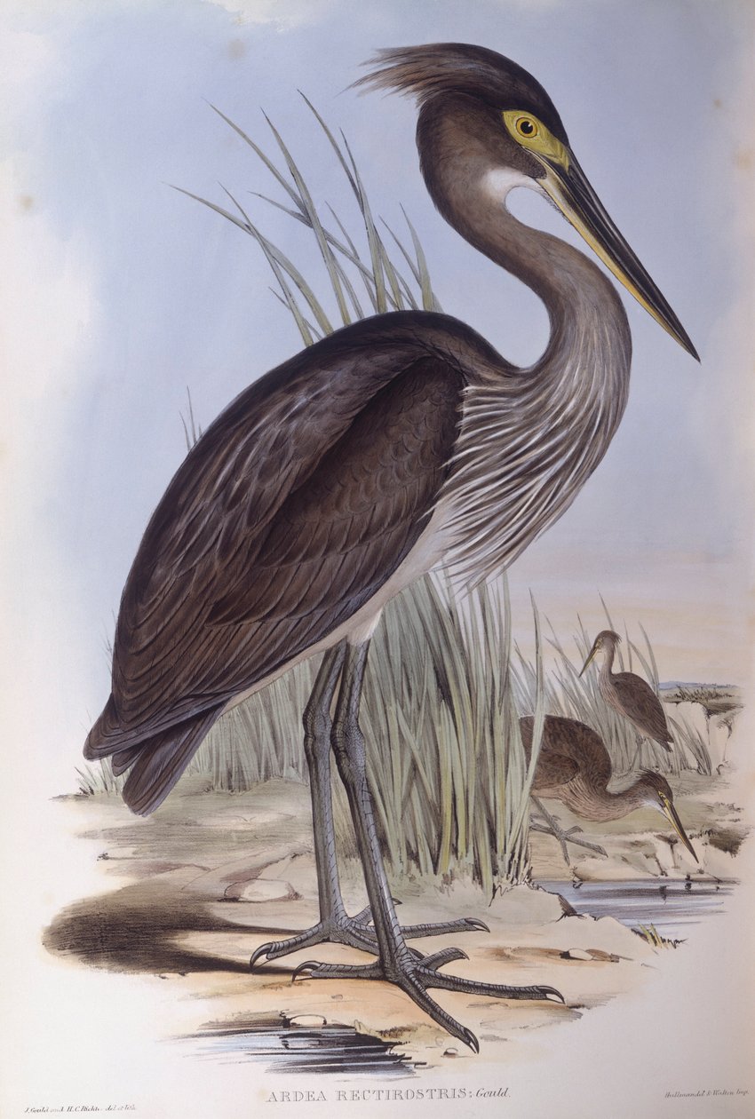Büyük gagalı balıkçıl (Ardea sumatrana), John Gould tarafından gravür by John Gould