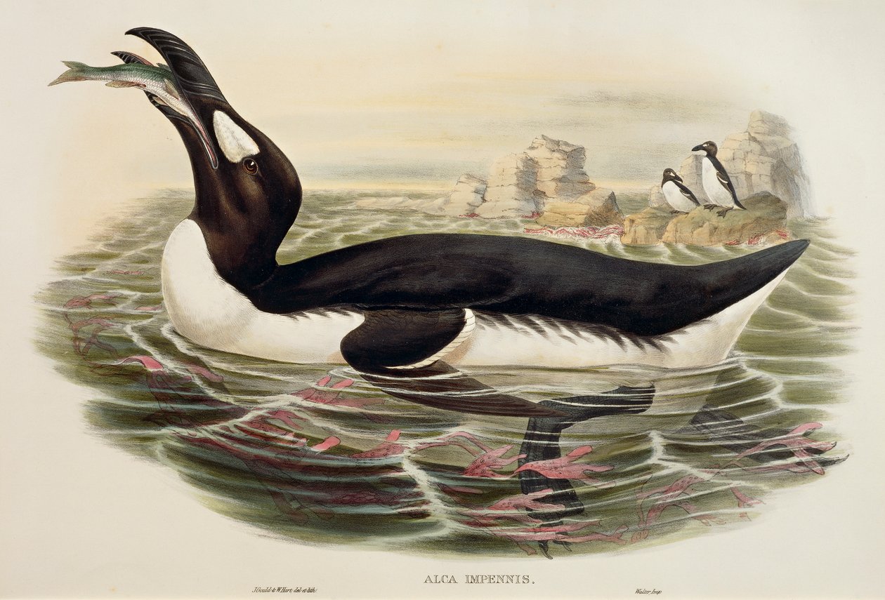 Büyük Auk Pinguinus impennis, gravür by John Gould