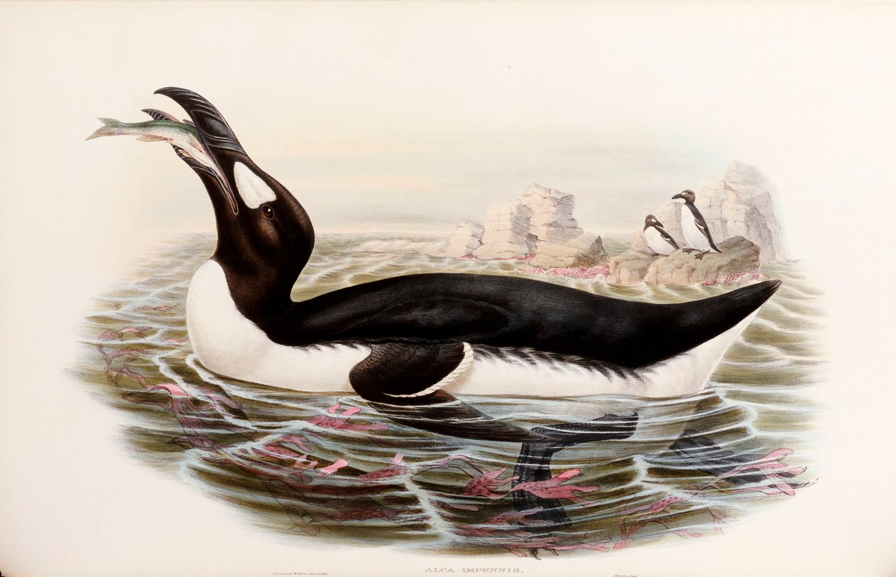 "Büyük Britanya Kuşları"ndan Büyük Auk, Londra 1862-73