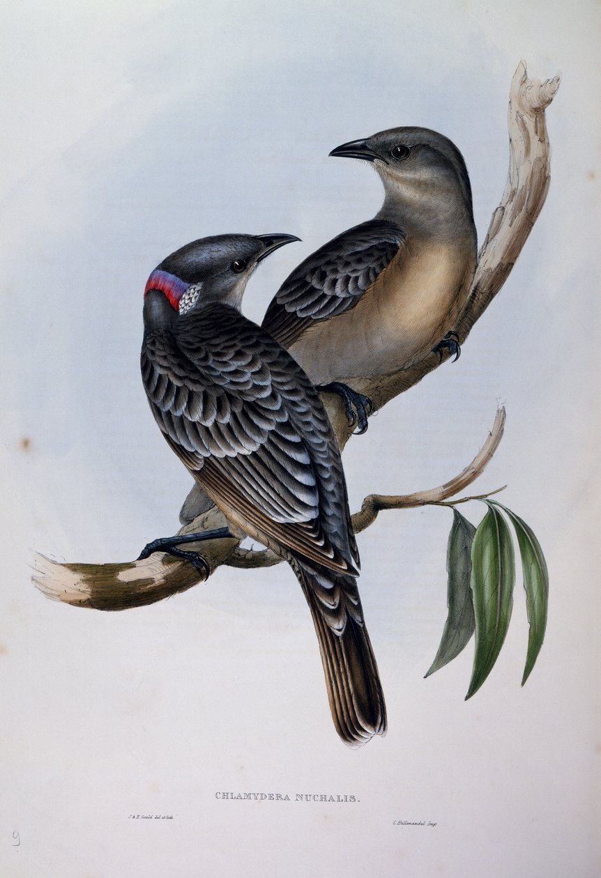 Büyük Bowerbird (Chlamydera nuchalis), Avustralya Kuşları