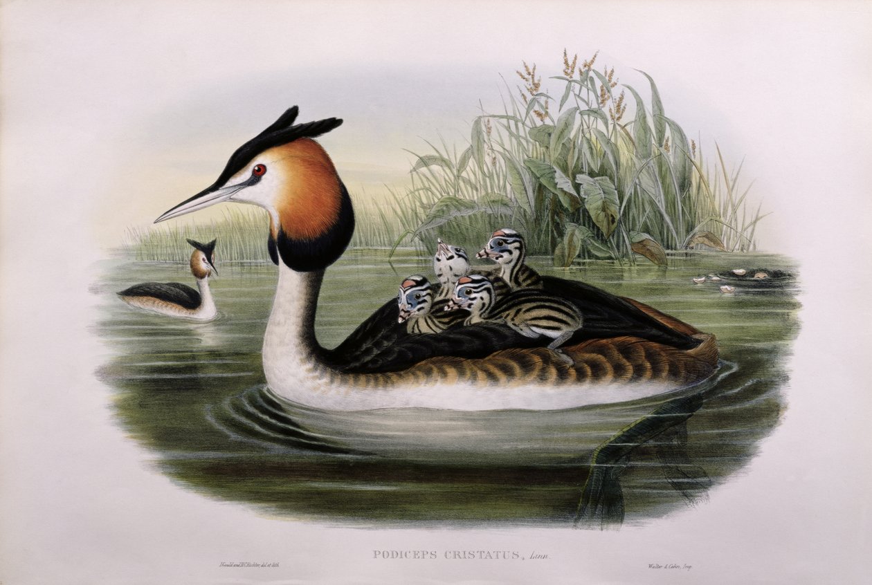 Büyük Tepeli Bataklık (Podiceps Cristatus) (el renkli taş) by John Gould