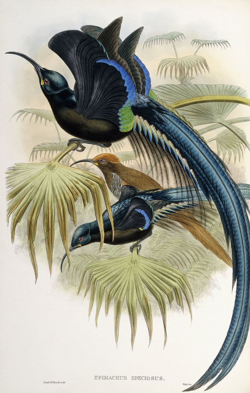 Büyük Sicklebill Cennet Kuşu by John Gould