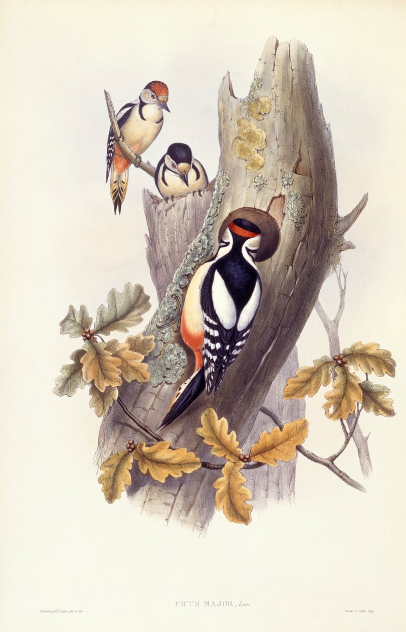 Büyük benekli ağaçkakan (Dendrocopos major), John Gould tarafından gravür by John Gould