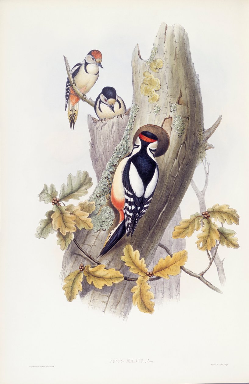 Büyük benekli ağaçkakan (Dendrocopos major), John Gould tarafından gravür by John Gould