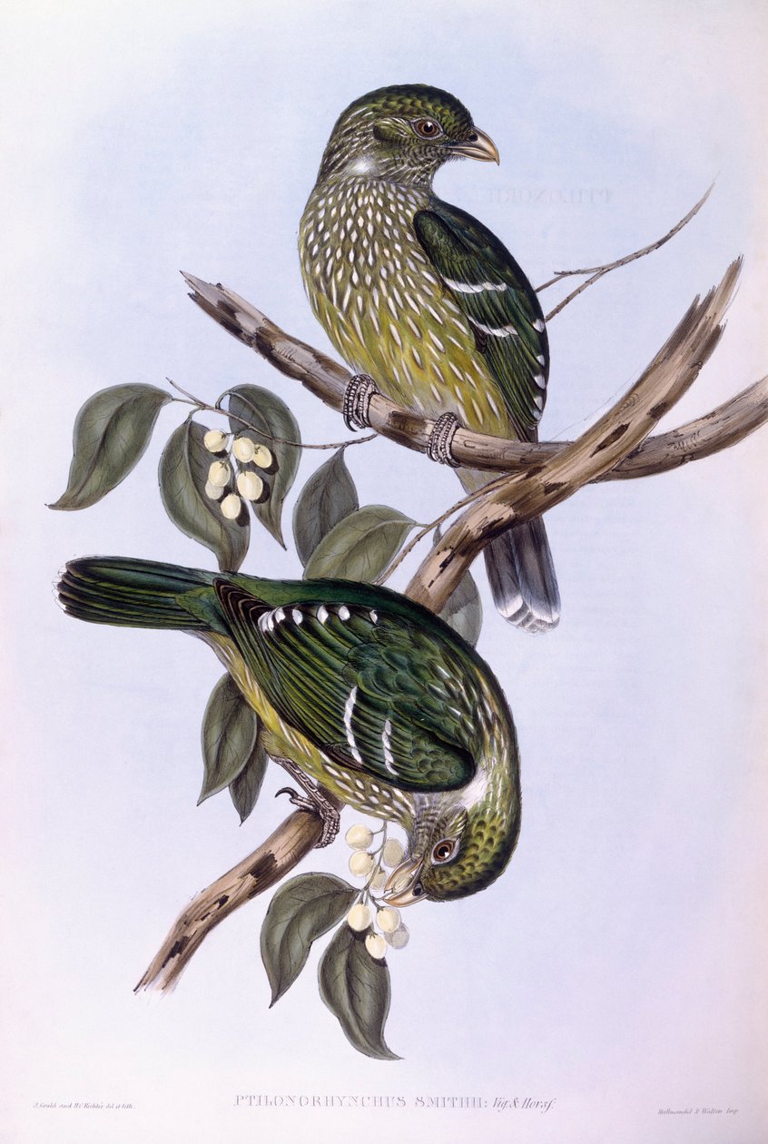 Yeşil kedi kuşu (Ailuroedus crassirostris), John Gould tarafından gravür by John Gould