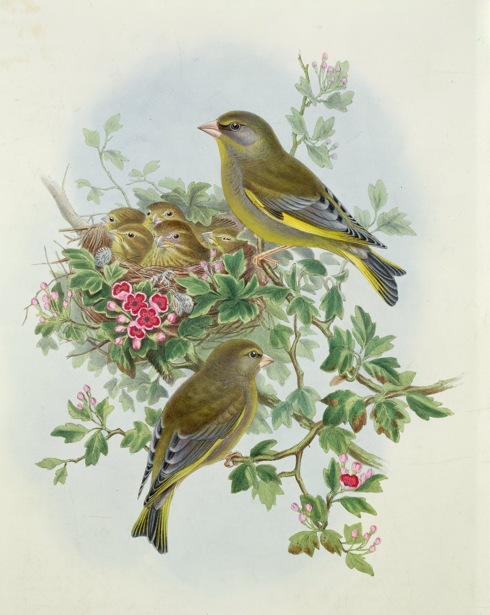 Greenfinch, 1873 (wc, kağıt üzerine kalem) by John Gould