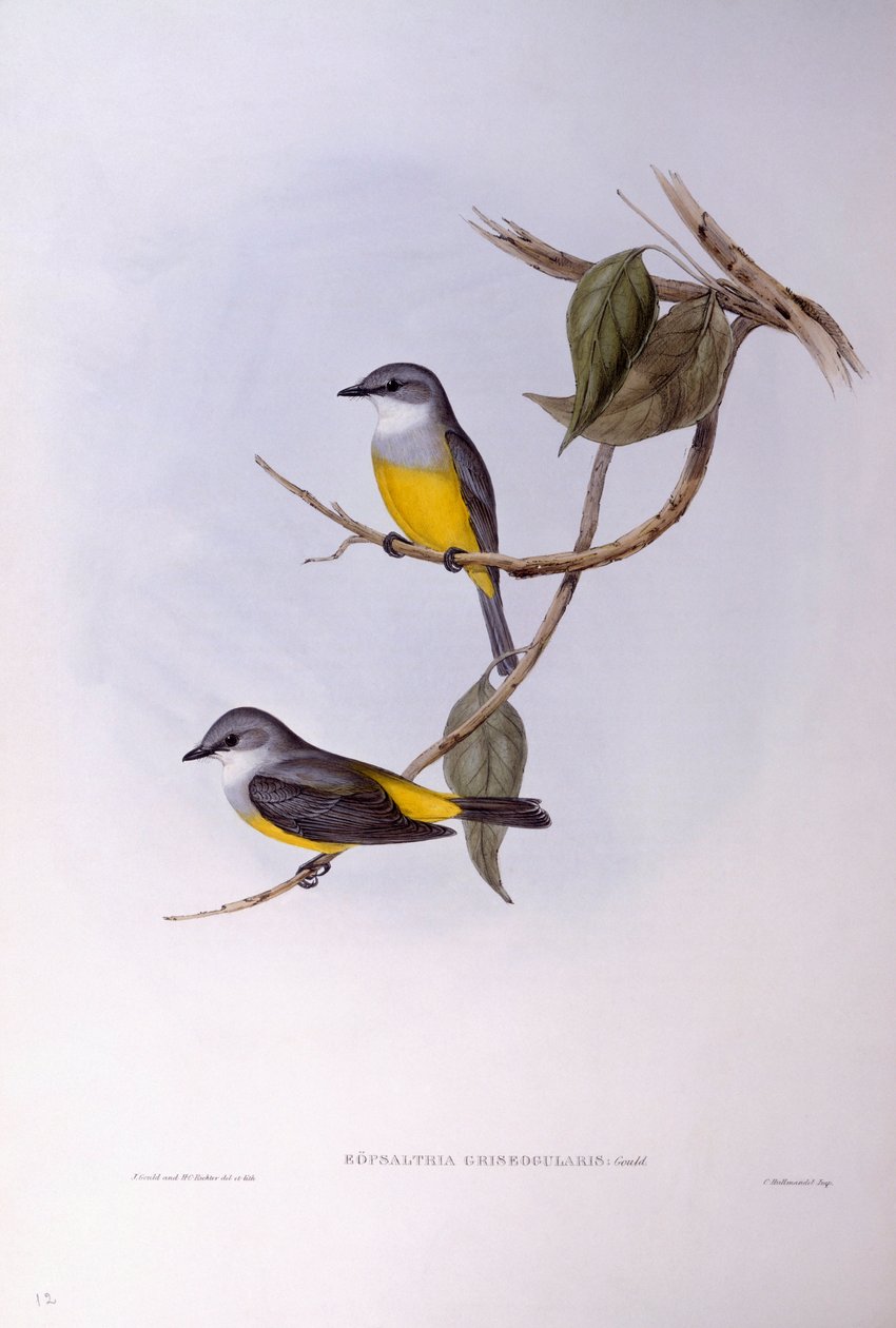 Gri göğüslü robin (Eopsaltria griseogularis), John Gould tarafından gravür by John Gould