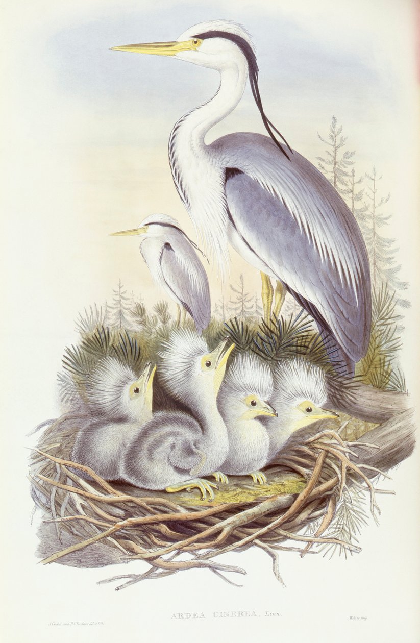 Gri balıkçıl (Ardea cinerea), John Gould tarafından gravür by John Gould