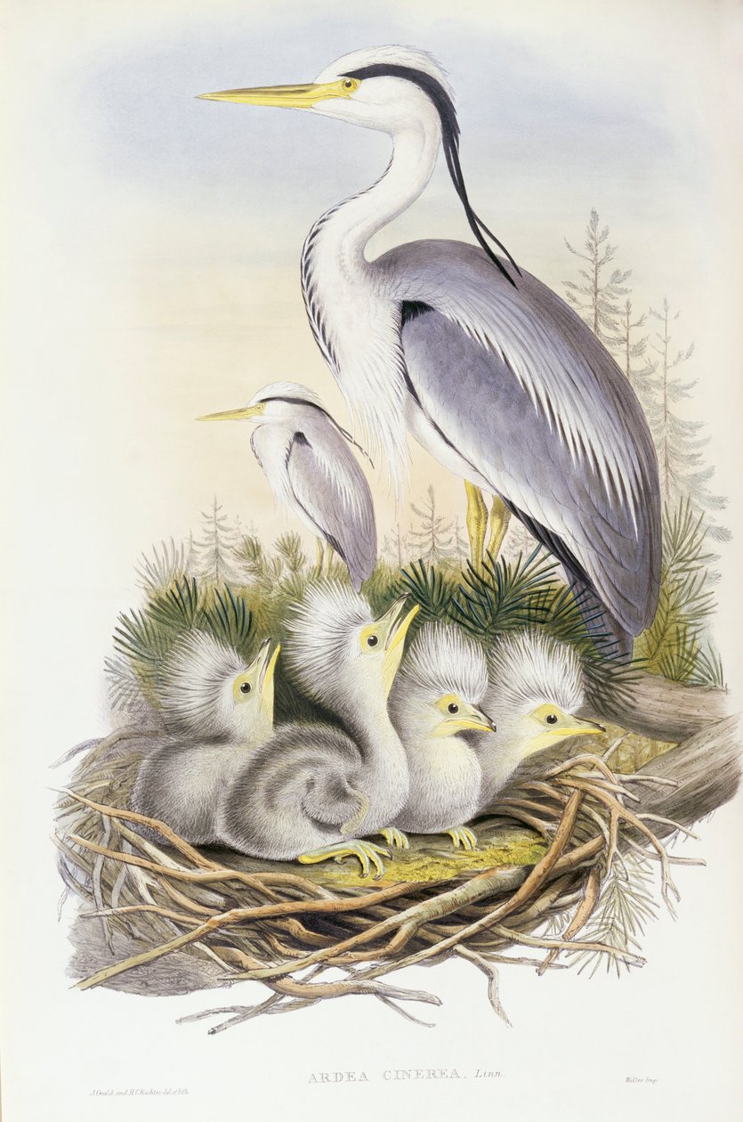 Gri balıkçıl (Ardea cinerea), John Gould tarafından gravür by John Gould