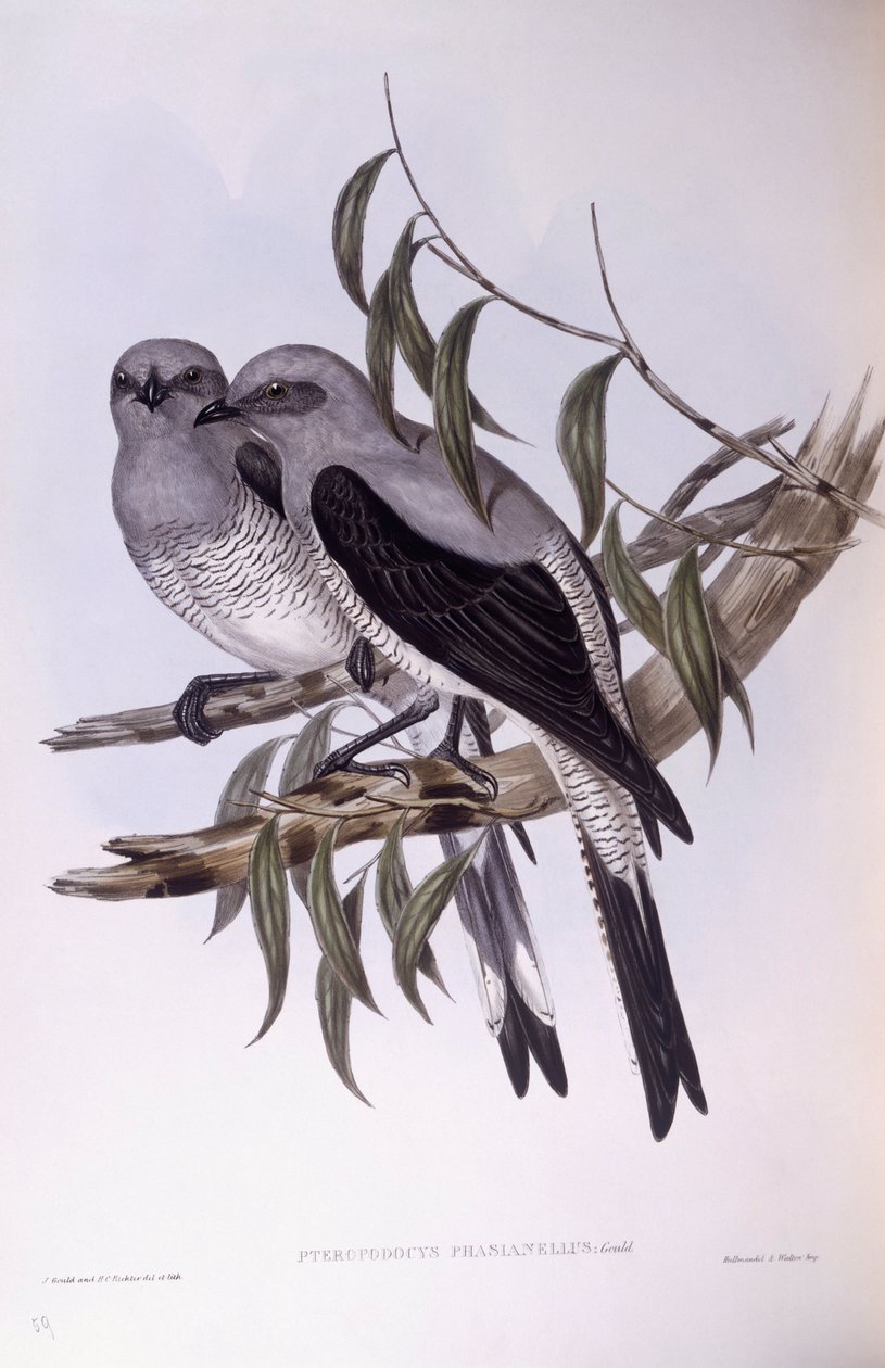 Yer guguk kuşu (Coracina maxima), John Gould tarafından gravür by John Gould