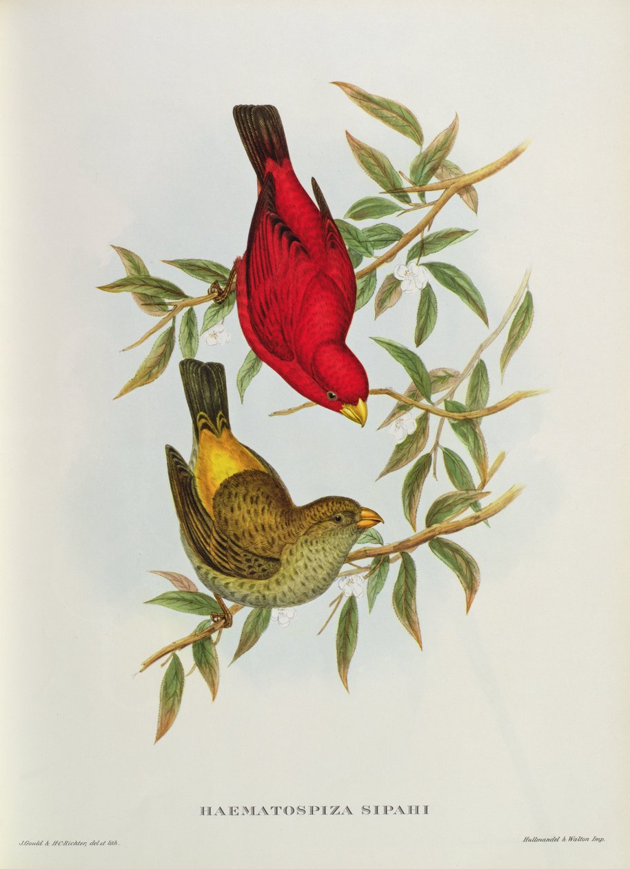 Haematospiza Sipahi, 