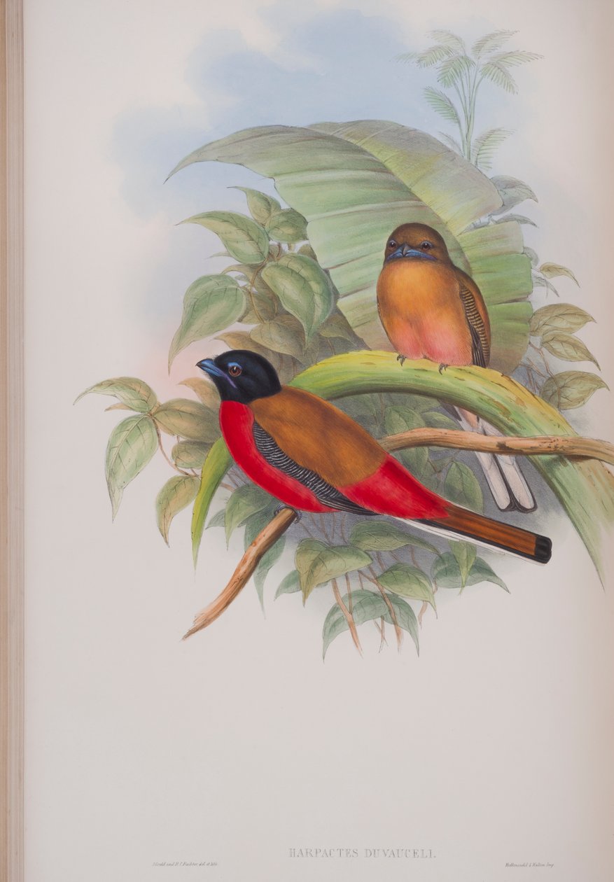 Harpactes Duvauceli, plate from The Birds of Great Britain by John Gould, published 1862-73 (hand-coloured litho) by John Gould