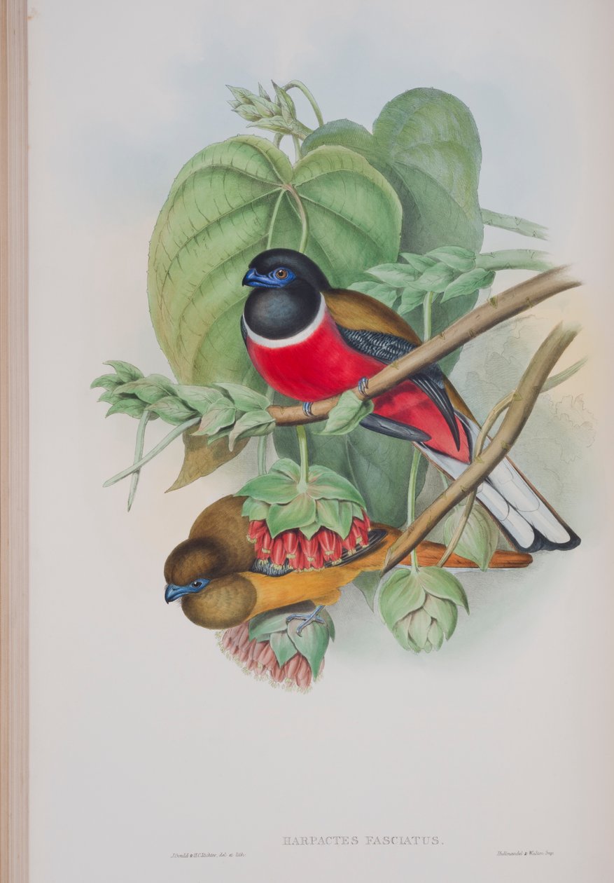 Harpactes Kasumba, John Gould