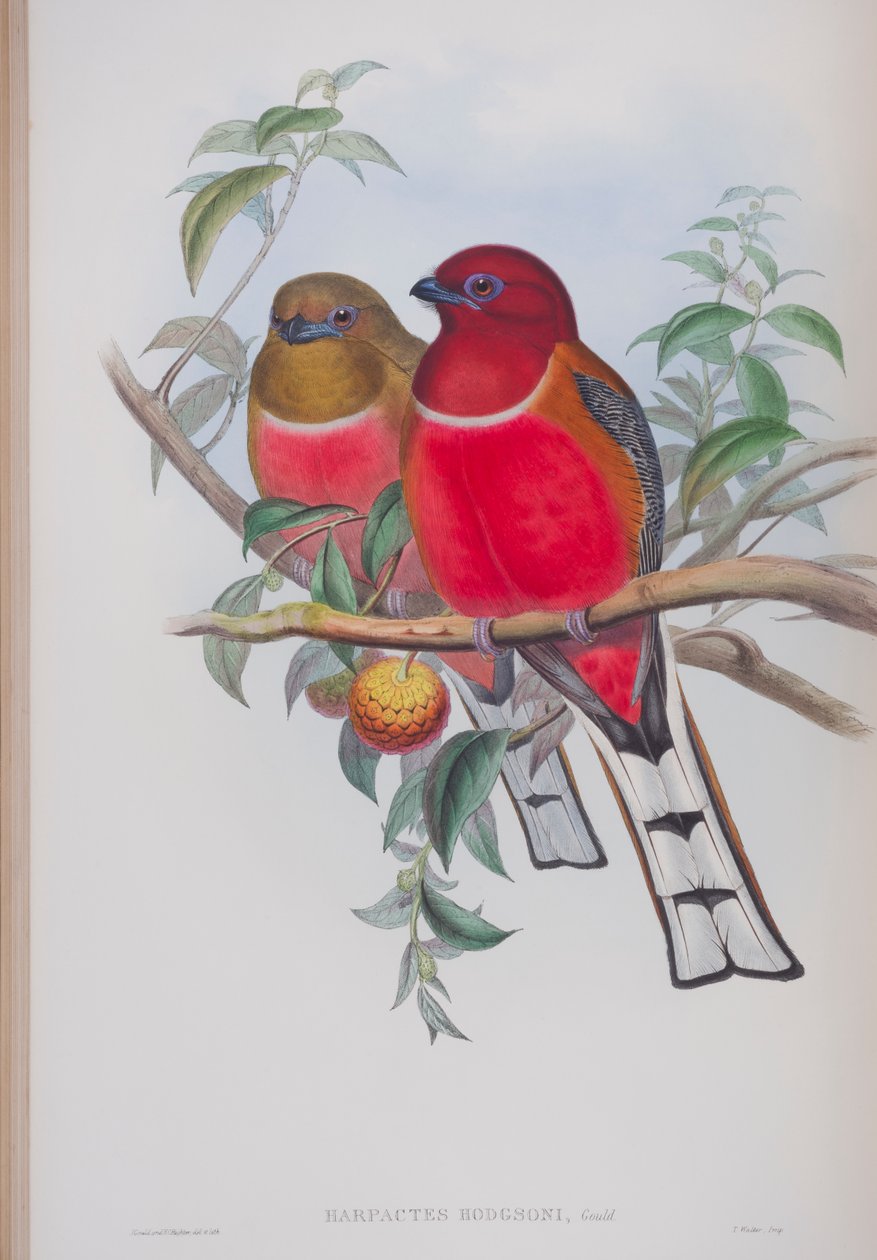 Harpactes Duvauceli, diskur úr The Birds of Great Britain eftir John Gould, gefinn út 1862-73 (handlitaður litó) by John Gould