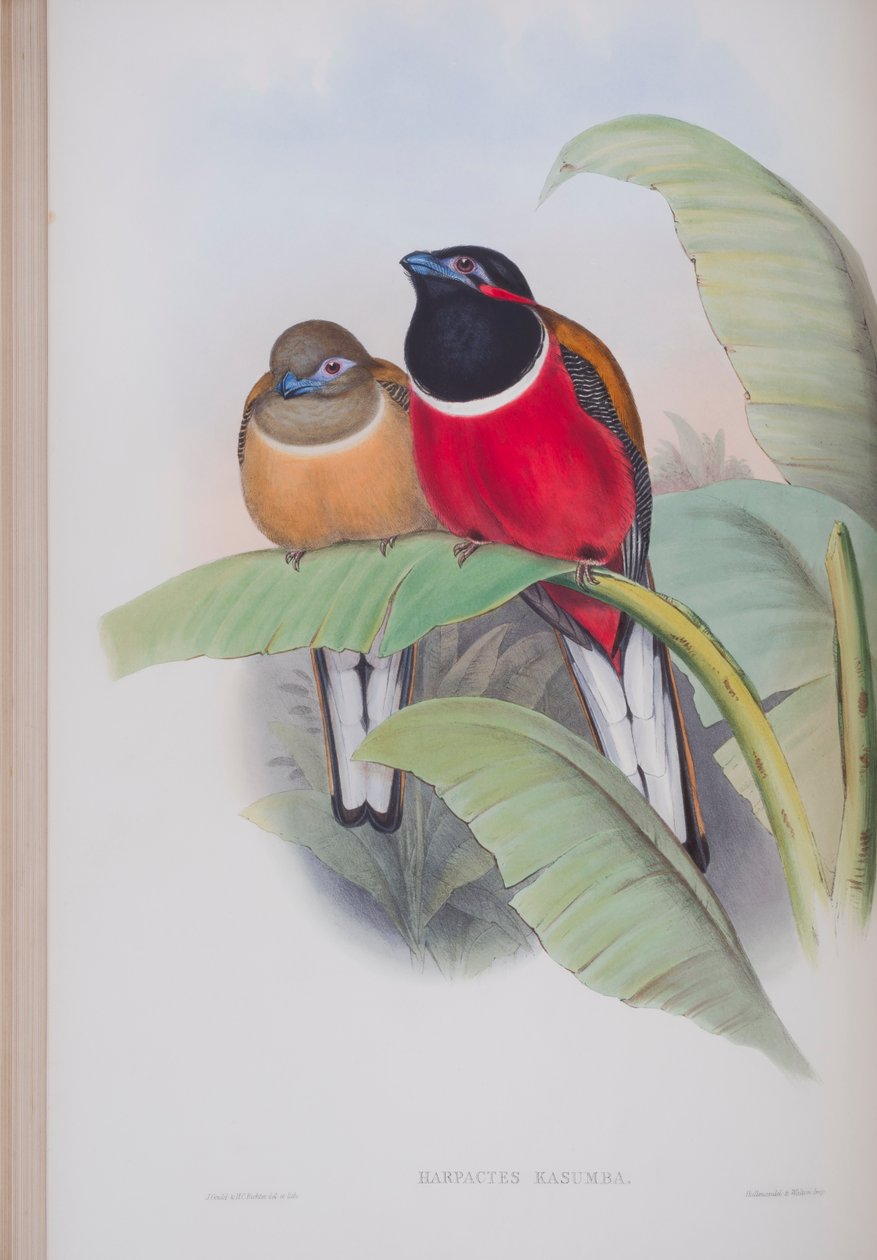Harpactes Kasumba, plate from The Birds of Great Britain by John Gould, published 1862-73 (hand-coloured litho) by John Gould