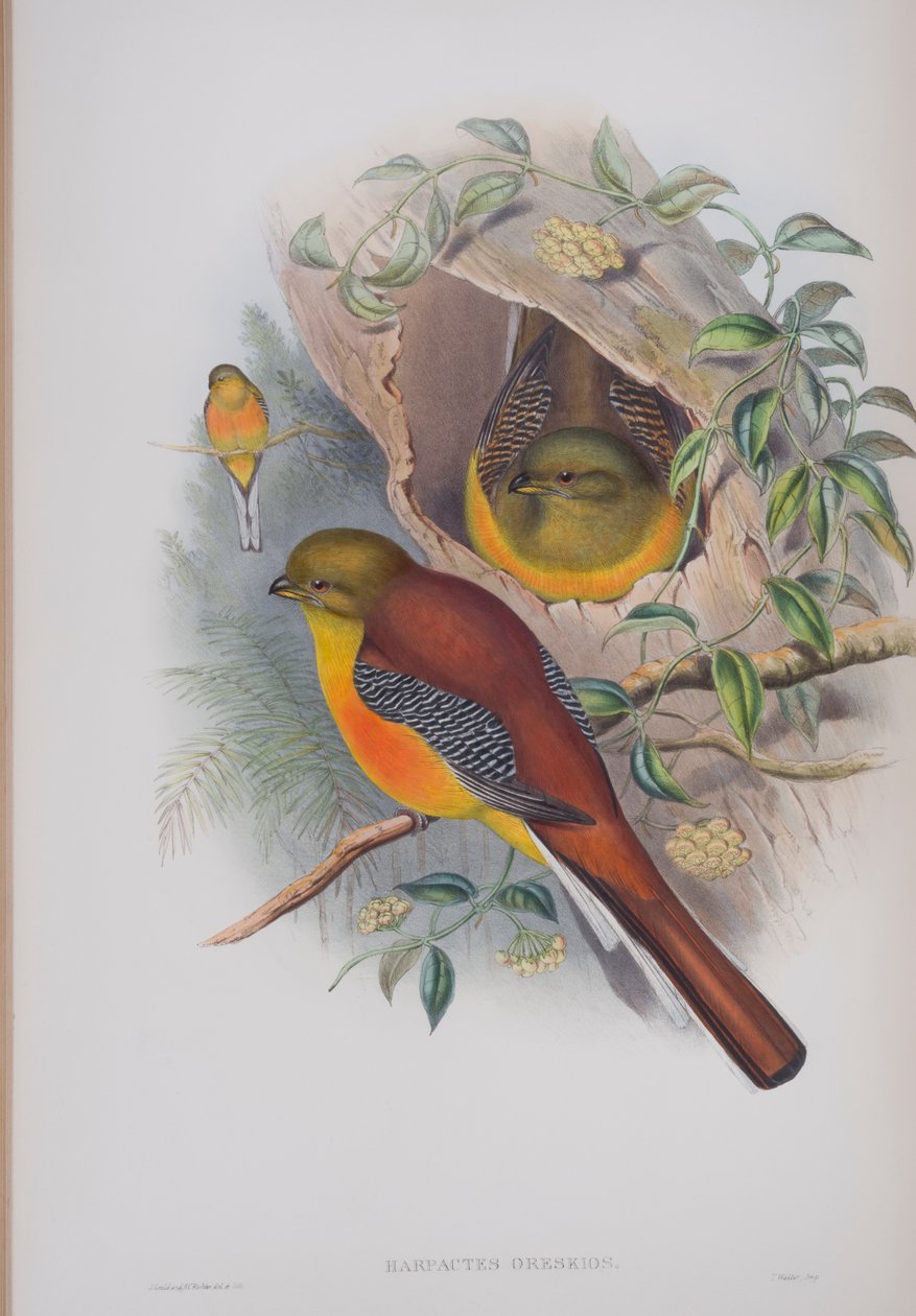 Harpactes Reinwardti, John Gould
