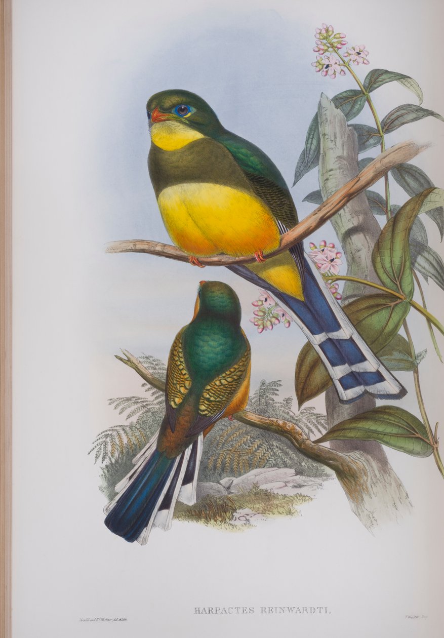Harpactes Reinwardti, plate from The Birds of Great Britain by John Gould, published 1862-73 (hand-coloured litho) by John Gould