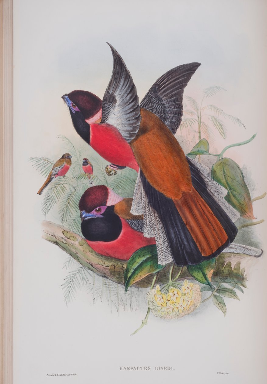 Hapaloderma Narina, John Gould