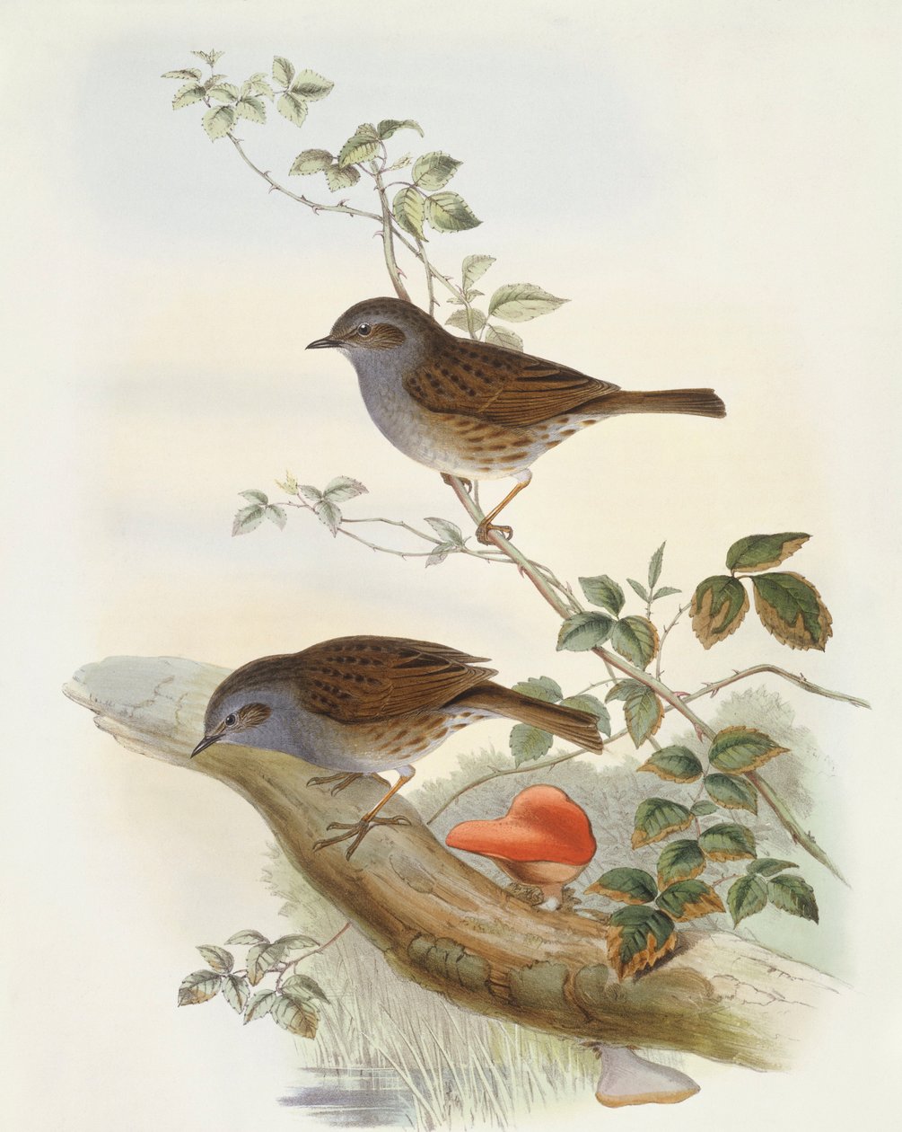 Çit aksan (Prunella modularis), John Gould tarafından gravür by John Gould