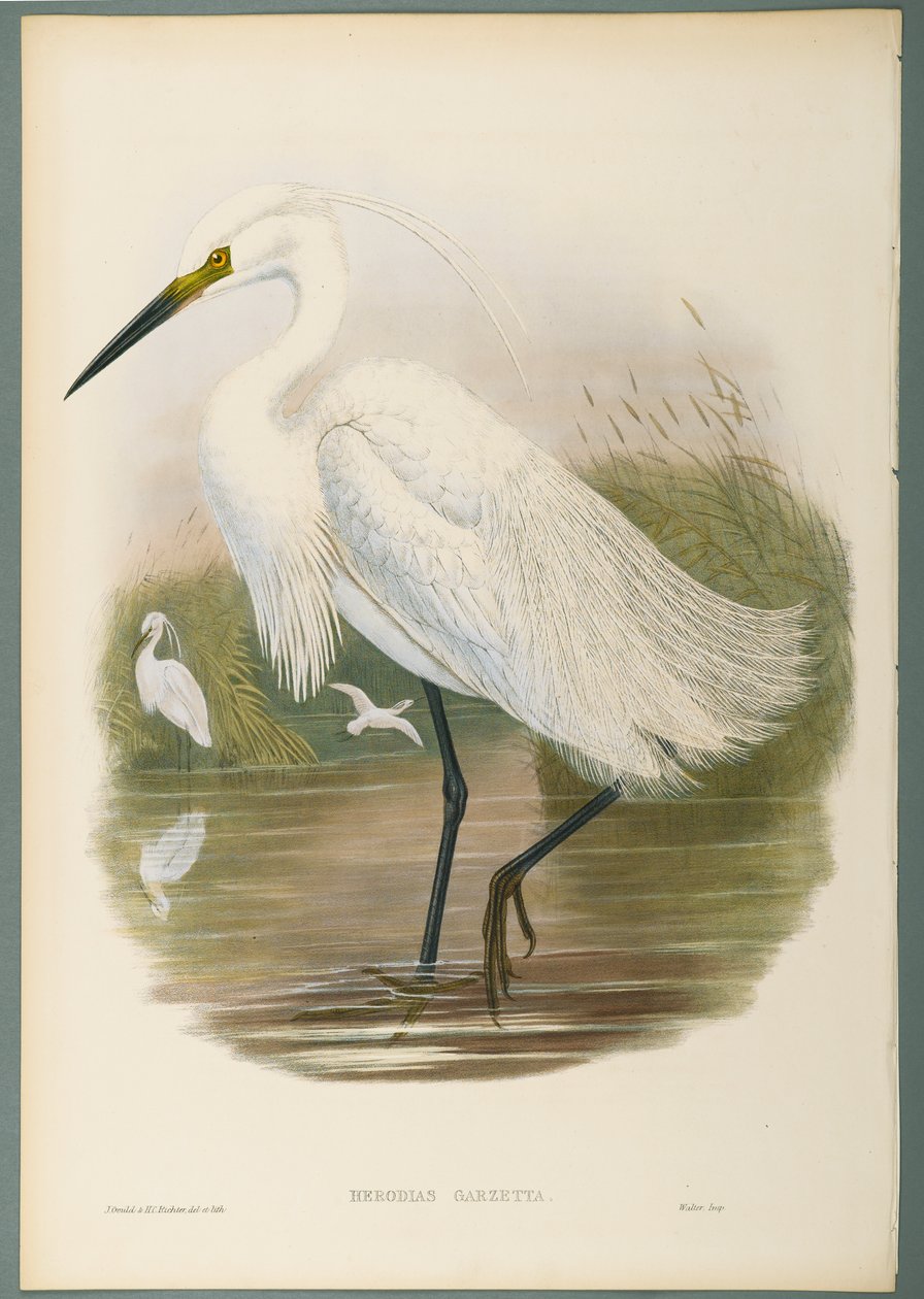 Herodias Garzetta - Küçük Ak balıkçıl (dokuma kağıt üzerinde renkli taş) by John Gould
