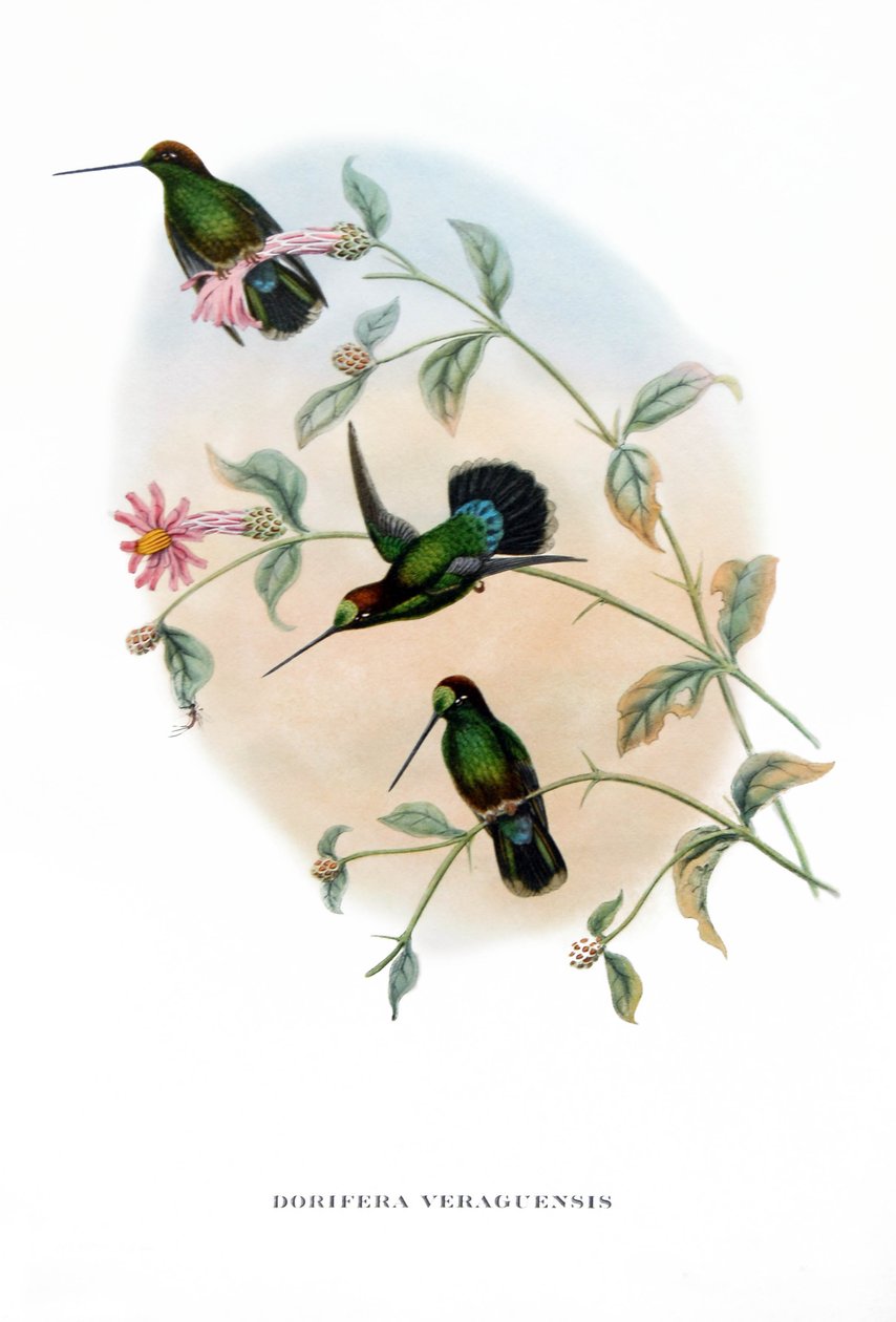  by John Gould
