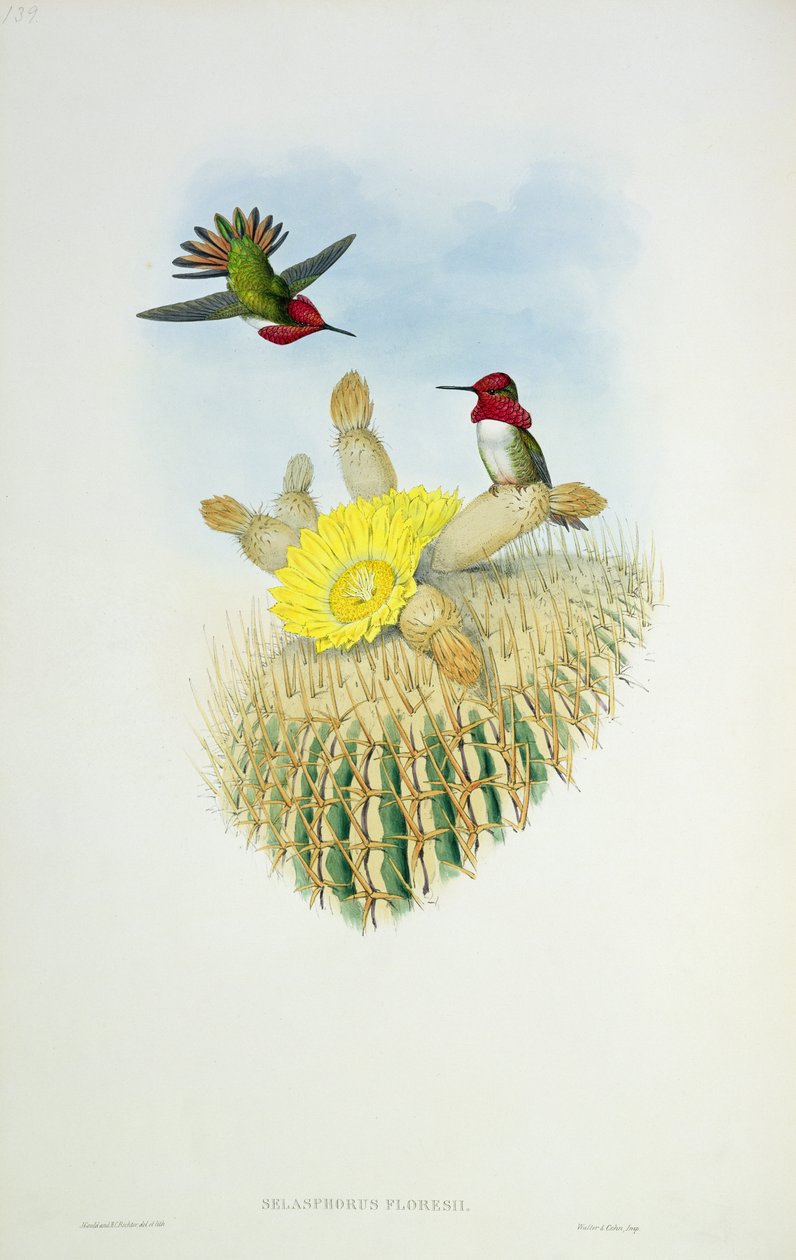 Walter ve Cohn tarafından kazınmış Sinek Kuşu by John Gould