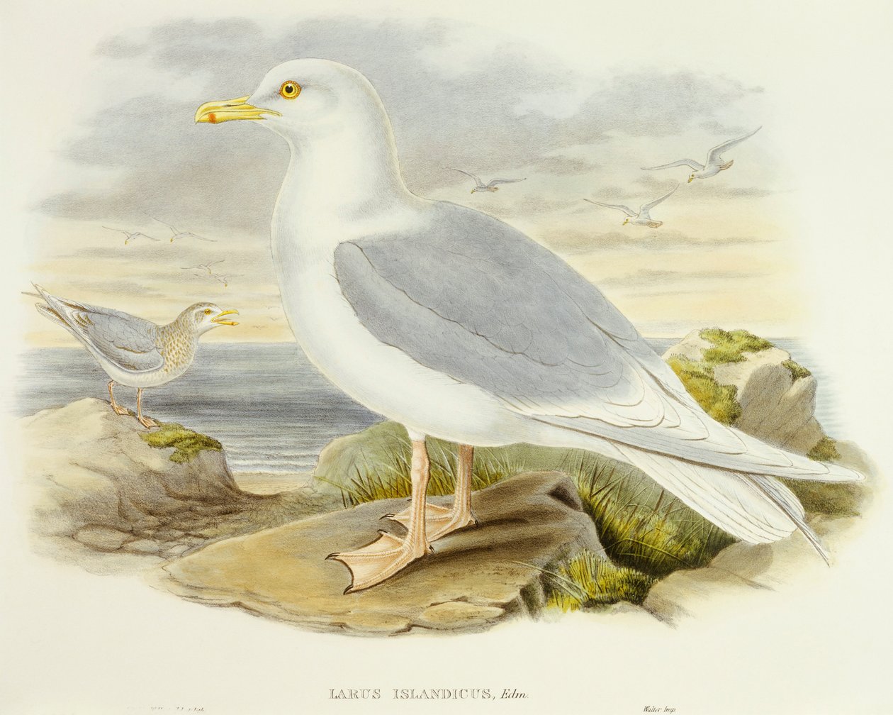 İzlanda martı (Larus glaucoides), John Gould tarafından gravür by John Gould