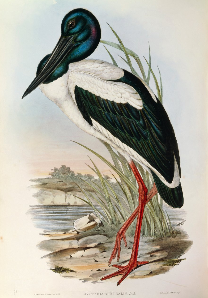 John Gould