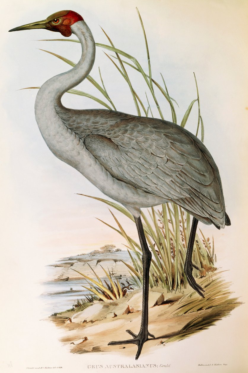 Brolga Grus rubicunda