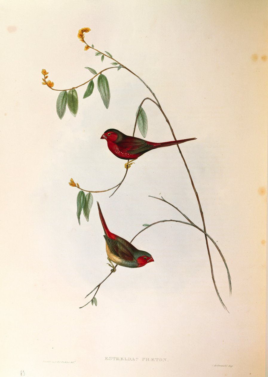 John Gould