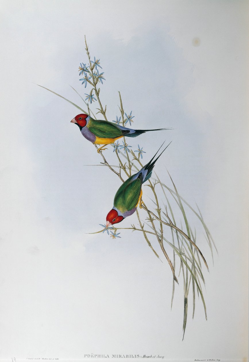 Oscar Dressler tarafından John Gould