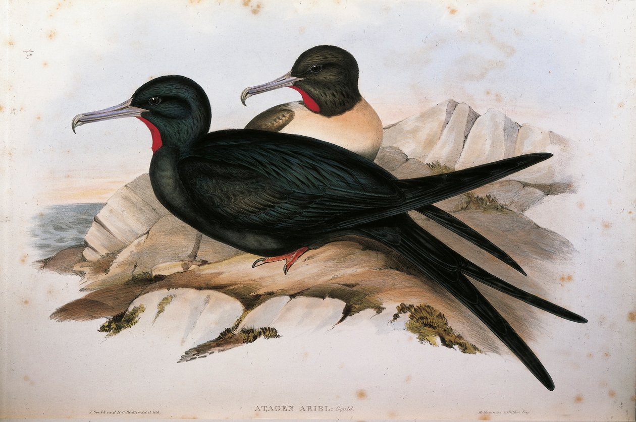 Oscar Dressler tarafından Küçük Frigatebird Fregata ariel
