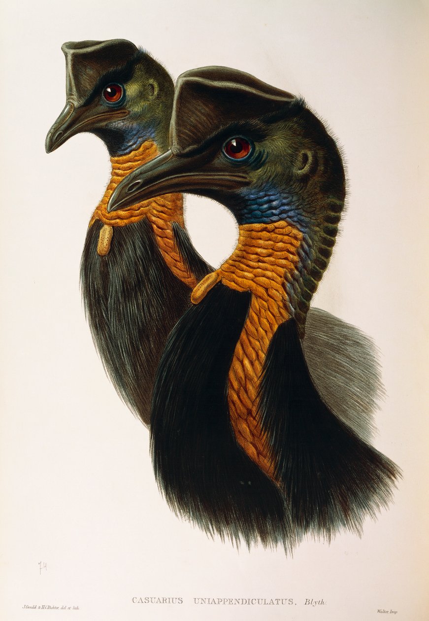 Oscar Dressler tarafından, Kuzey Cassowary Casuarius unappendiculatus