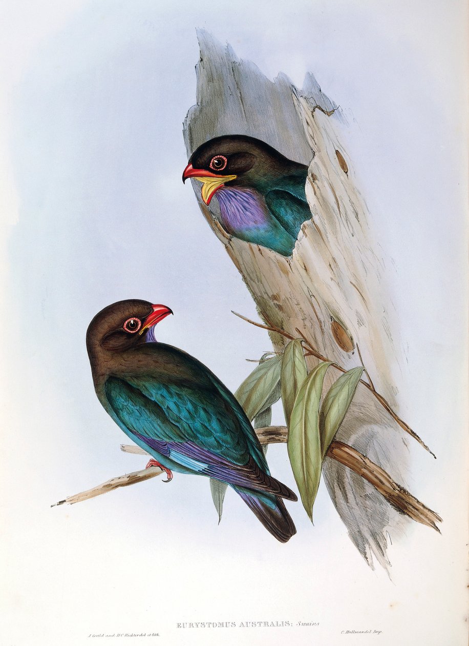 Oriental Dollarbird Eurystomus orientalis'i temsil eden John Gould'un "The Birds of Australia" eserinden bir çizim, by John Gould