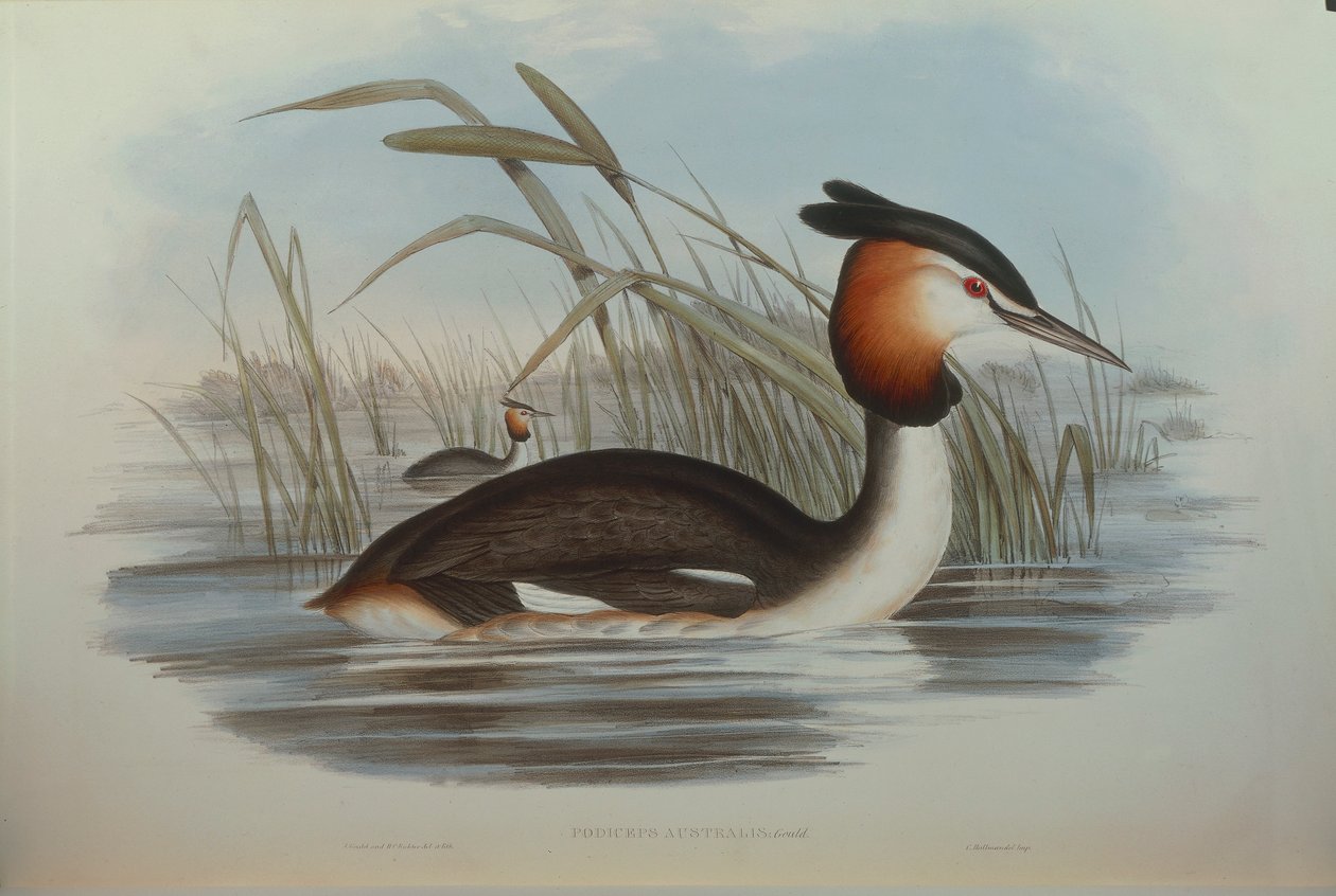 Oscar Dressler tarafından John Gould
