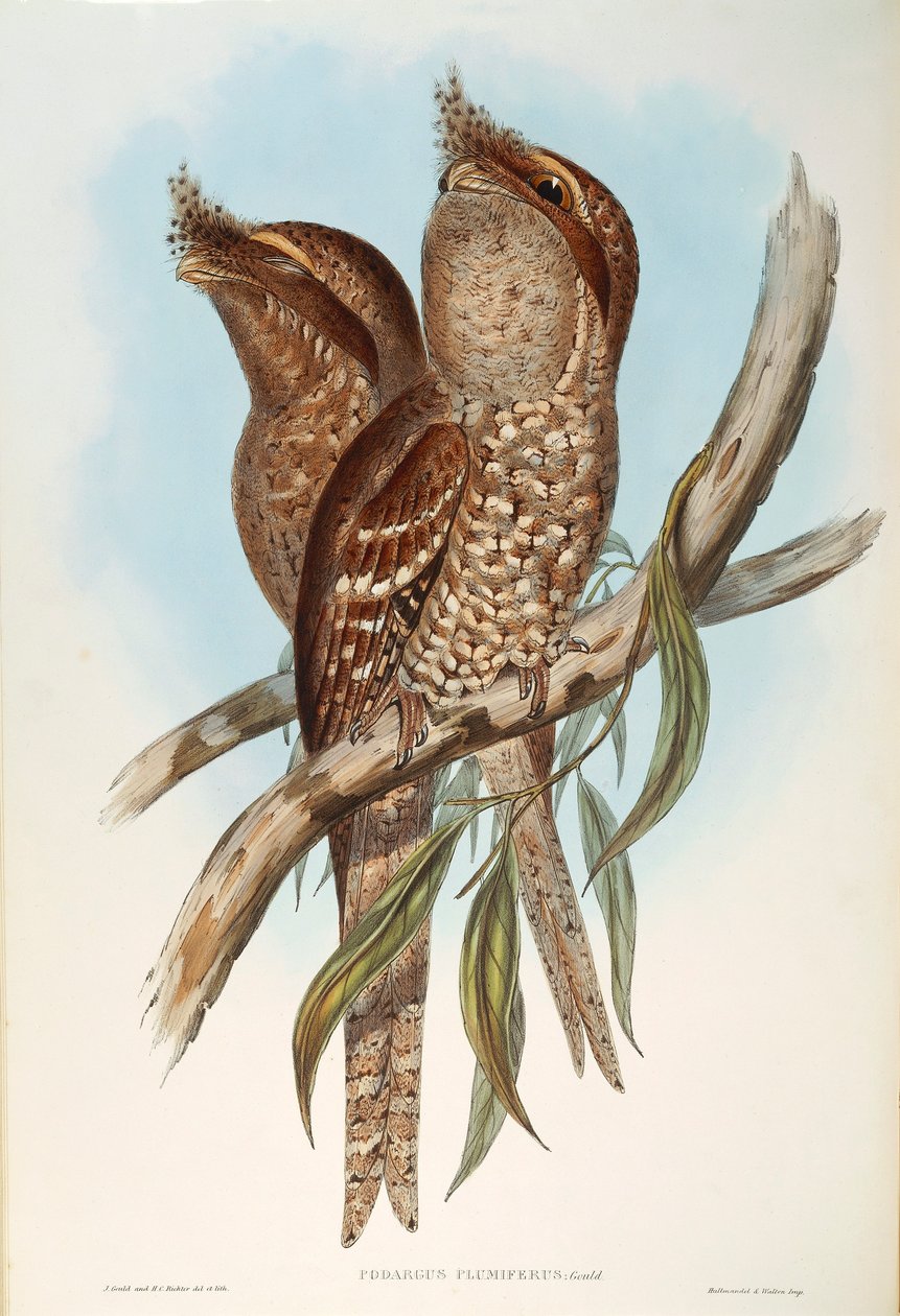 John Gould