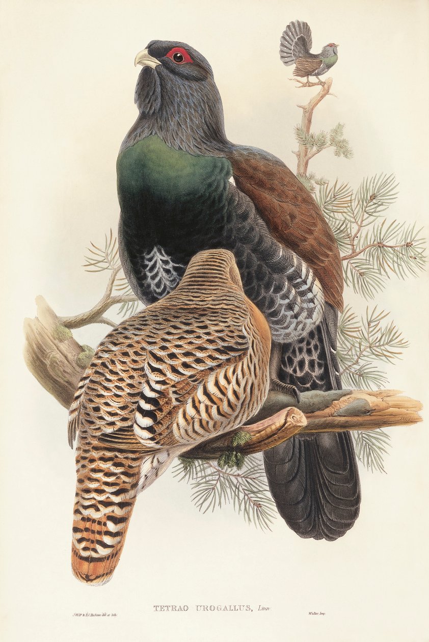 John Gould