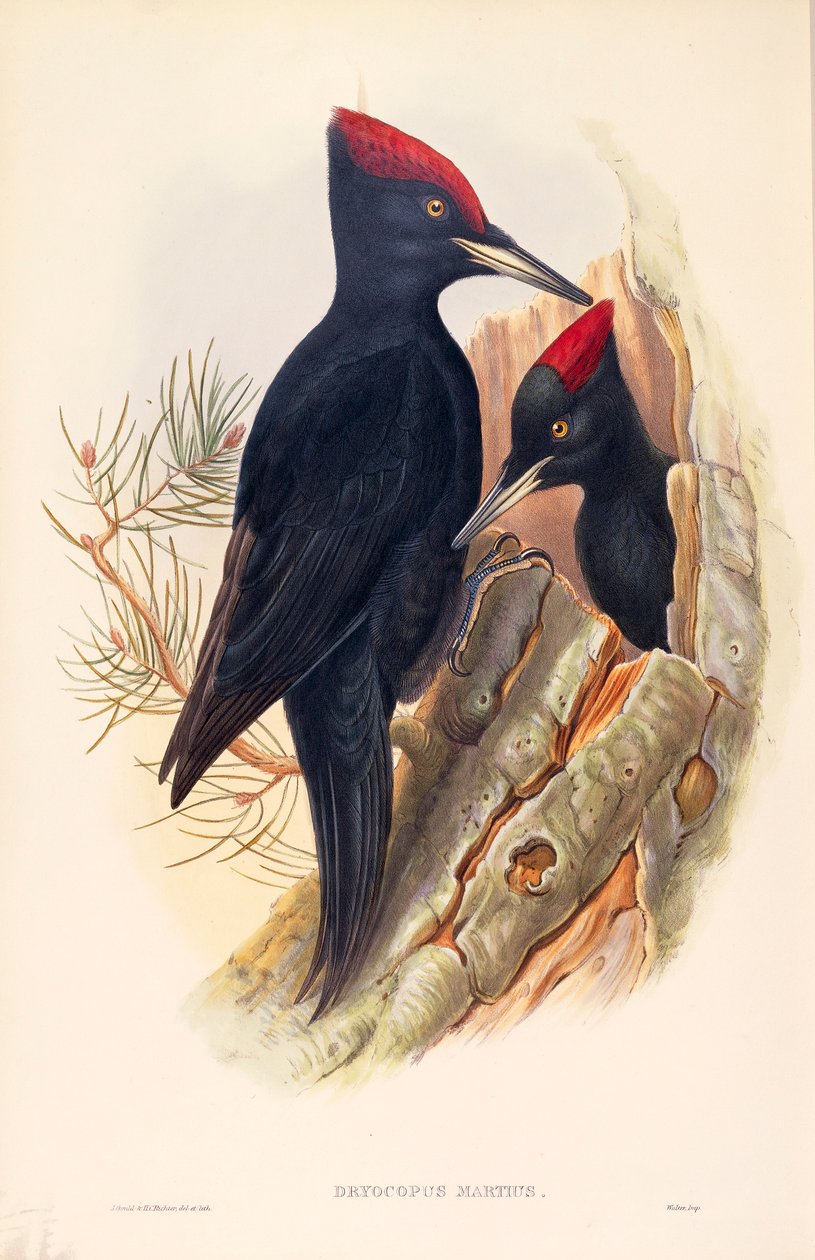 Kara Ağaçkakan Dryocopus martius çiftini temsil eden John Gould