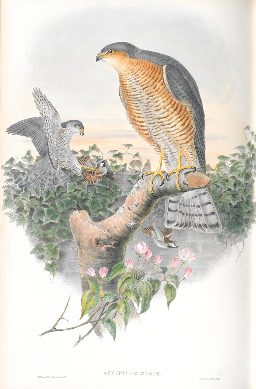 Accipiter Nisis (Sparrow-şahin) çizimi by John Gould