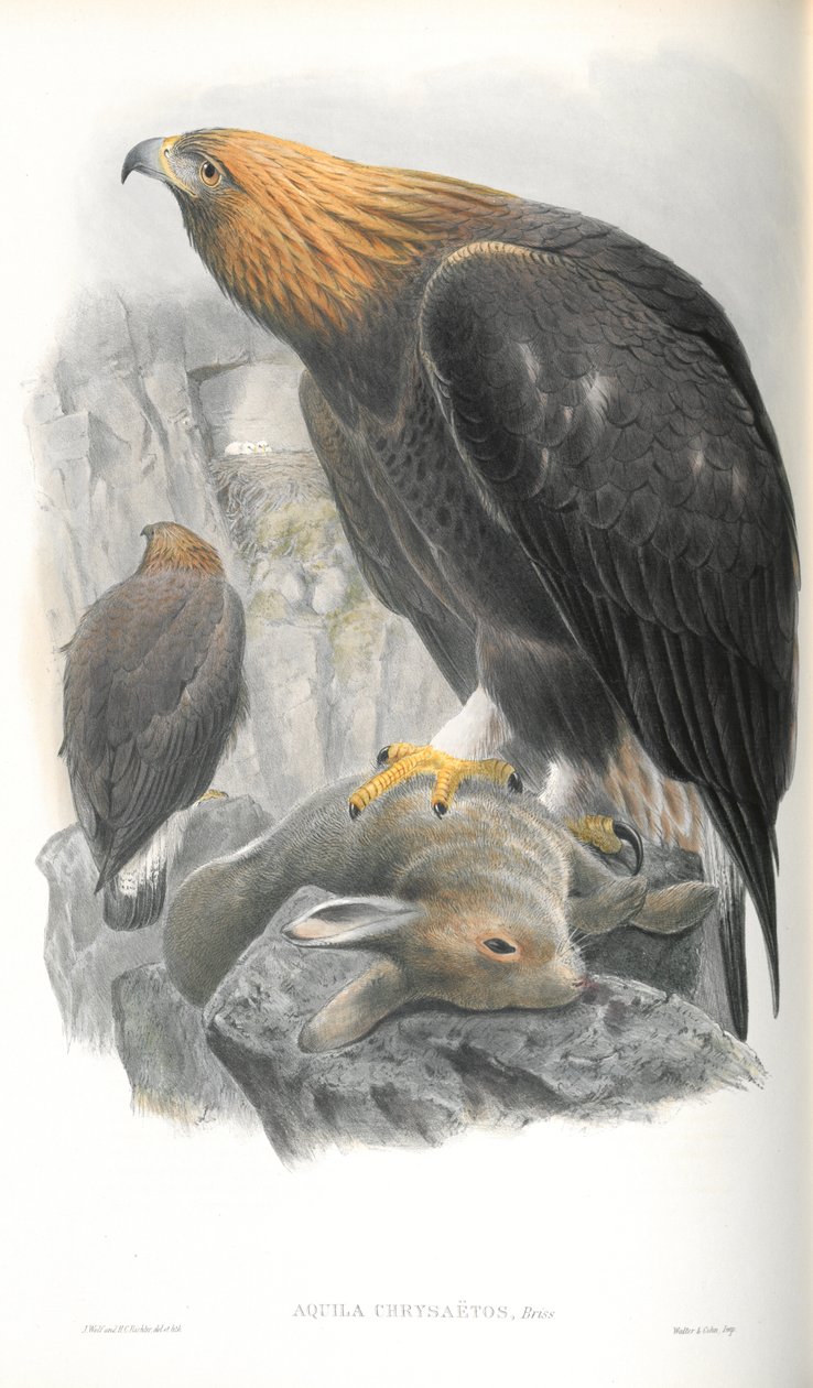 Aquila Chrysaetos (Altın Kartal) çizimi by John Gould