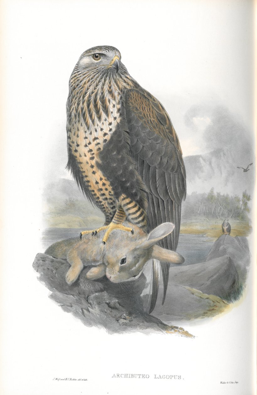 Archibuteo Lagopus (Kaba bacaklı şahin) çizimi by John Gould