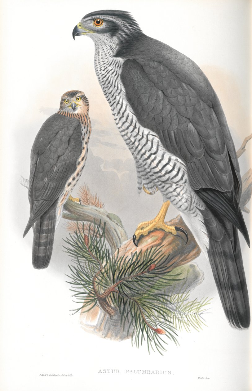 Astur Palumbarius (Akoyunlu) çizimi by John Gould