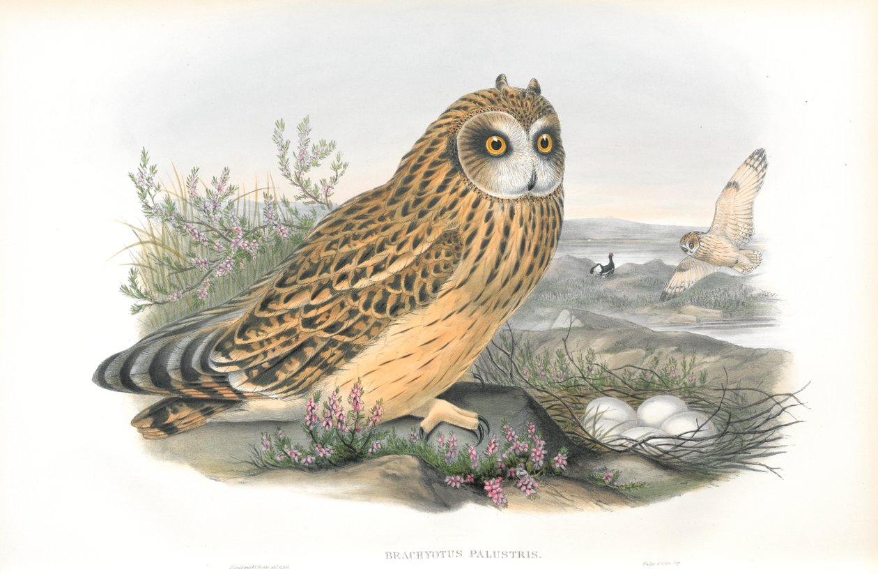 Brachyotus Palustris (Kısa kulaklı baykuş) çizimi by John Gould