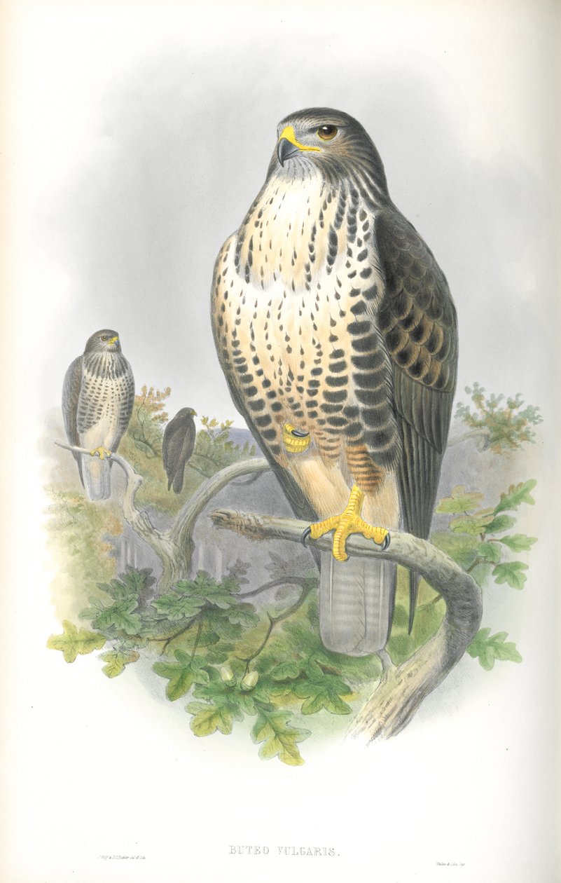 Buteo Vulgaris (Ortak Şahin) çizimi by John Gould